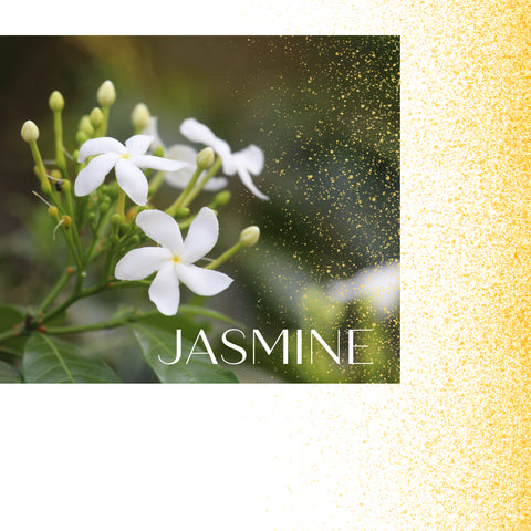 Jasmine white flower petals