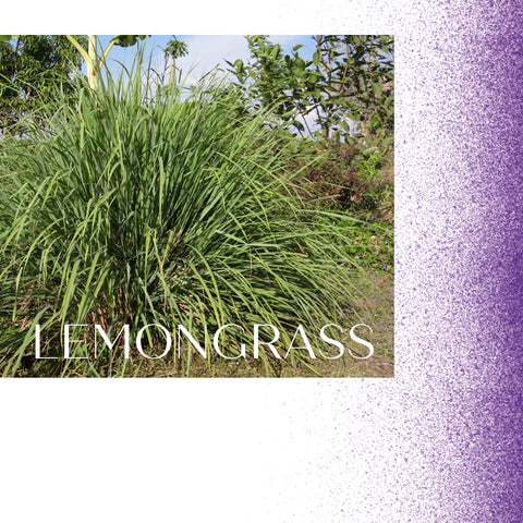 Lemongrass growing in the wild