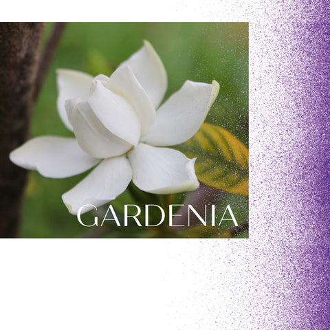 white Gardenia flower bloom