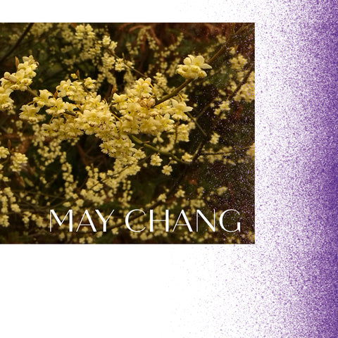 May chang in flower