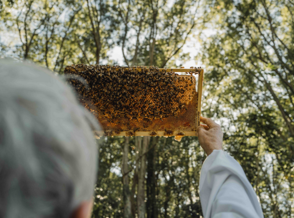 Biosota bees making Manuka honey
