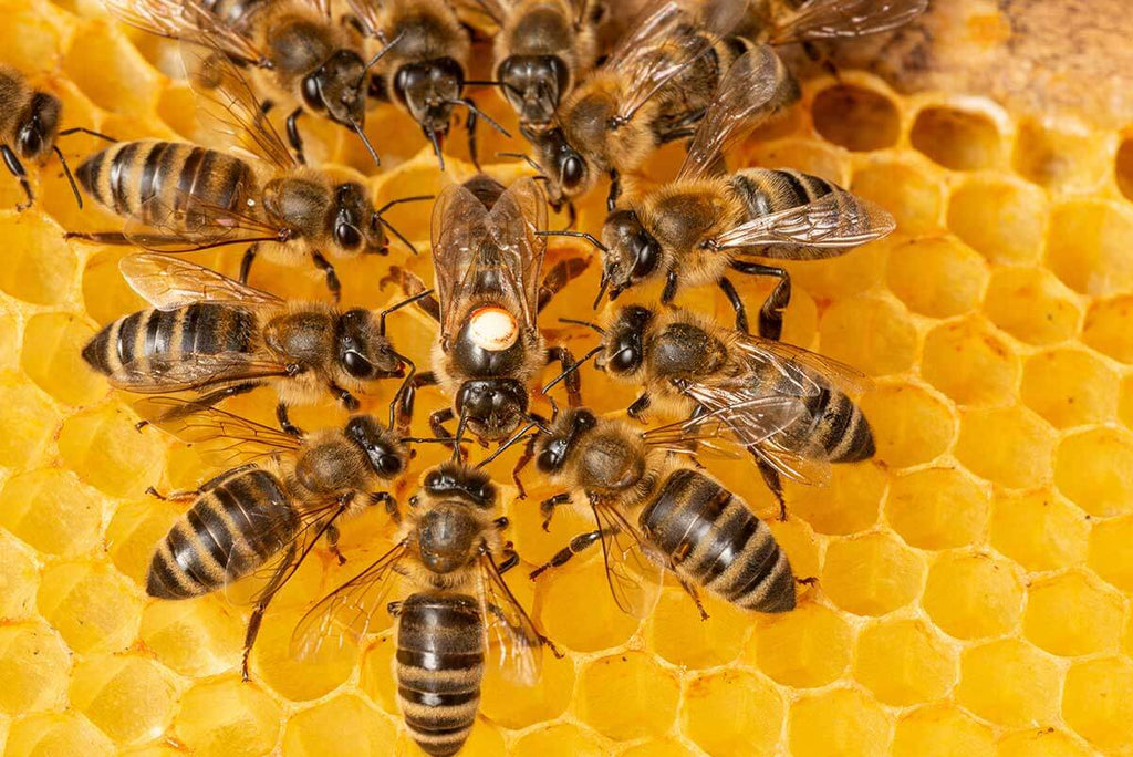 Manuka Honey Queen Bee