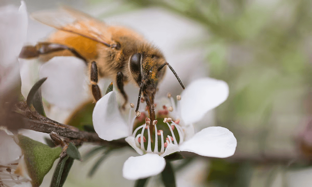 European honey bee on Manuka flower