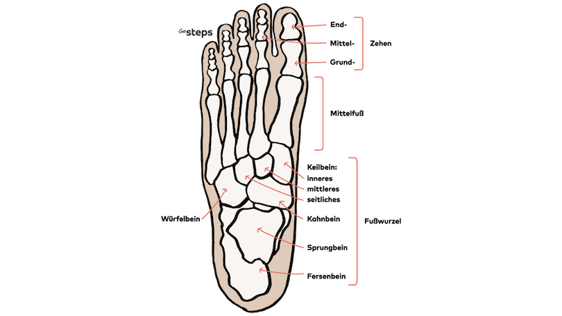 aufbau fuß
