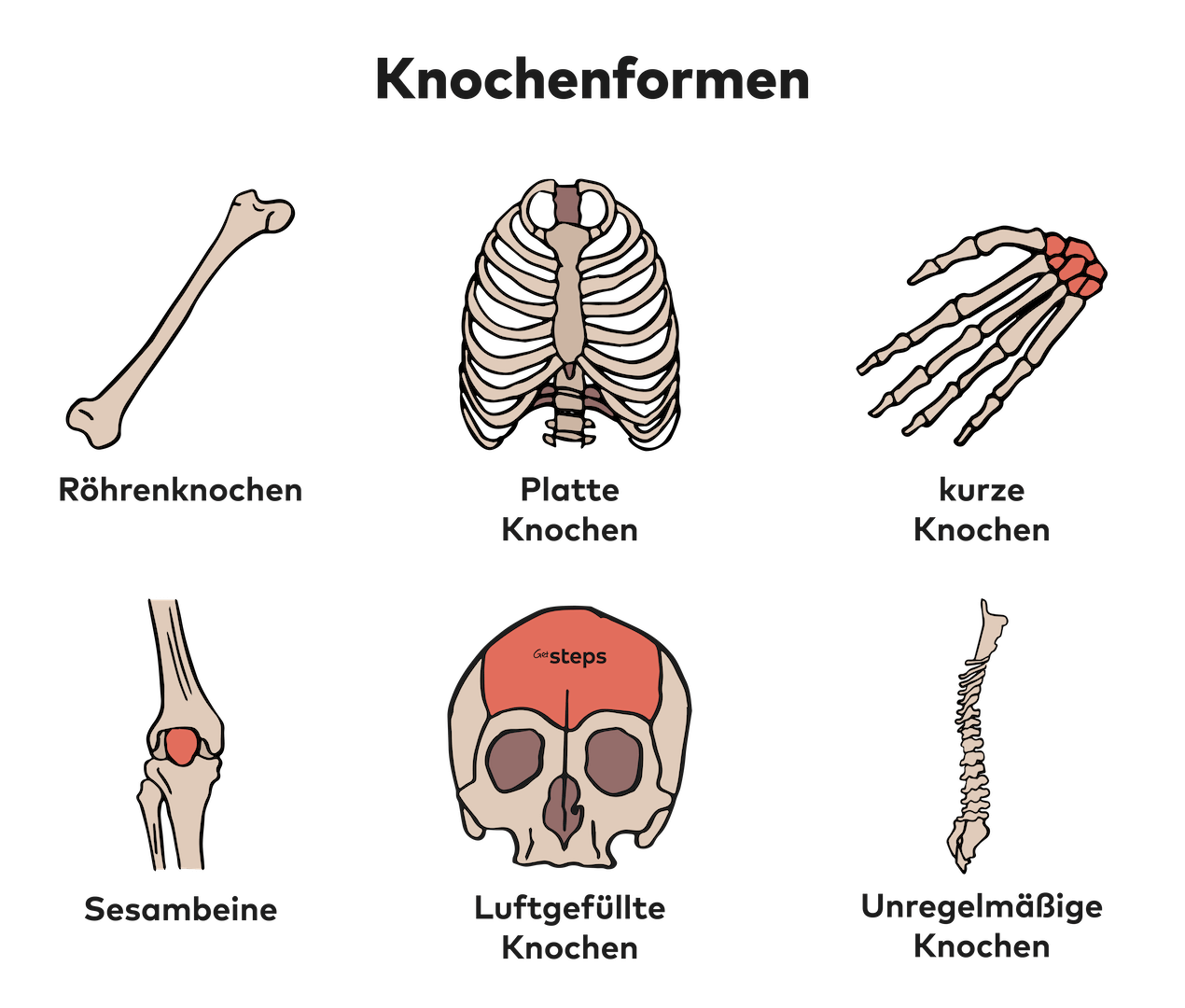 Wie ist ein menschlicher Knochen aufgebaut? - GetSteps