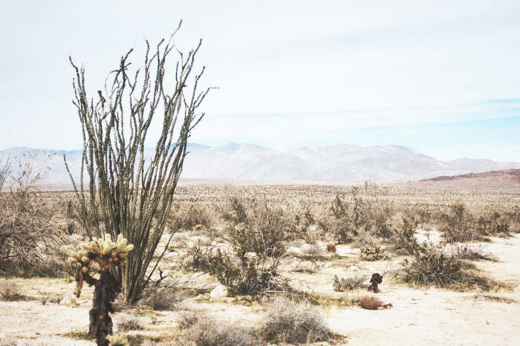 Anza-Borrego Overnighter Orucase Bikepacking