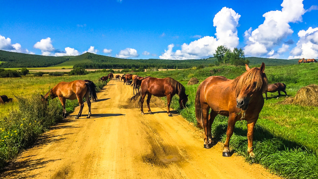 Mongolia Horses