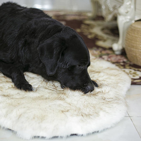 orthopedic dog bed