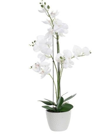 Orquídea Blanca c/Pote - OCIO