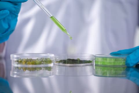 Algae Extract