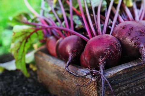 Beetroot For Nutrition