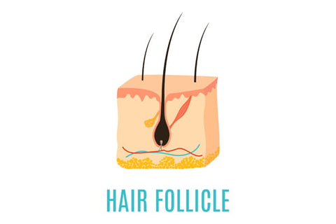 Hair Follicle Meaning