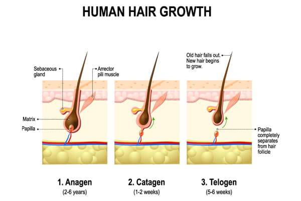 Stages Of Hair Growth Cycle