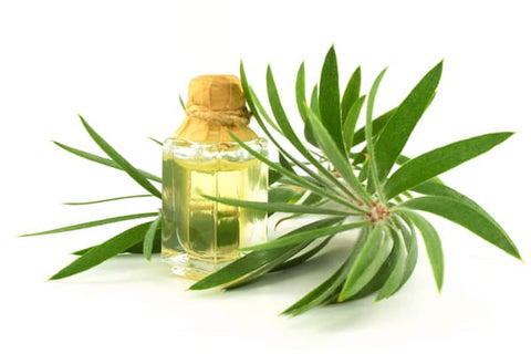 Tea Tree Oil