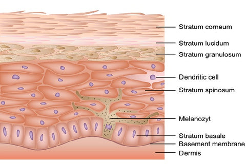 Understanding The Role Of The Hypodermis Layer Of Your Skin  SkinKraft