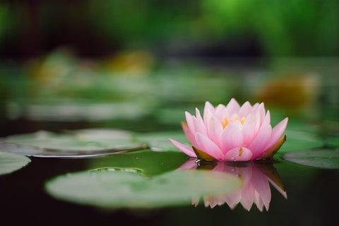 lotus pod skin disease