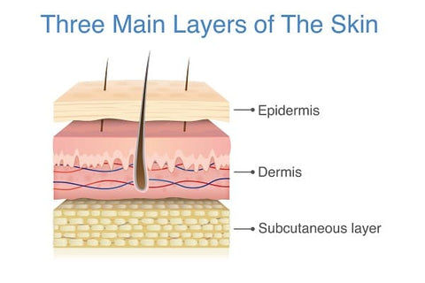 Human skin  Wikipedia