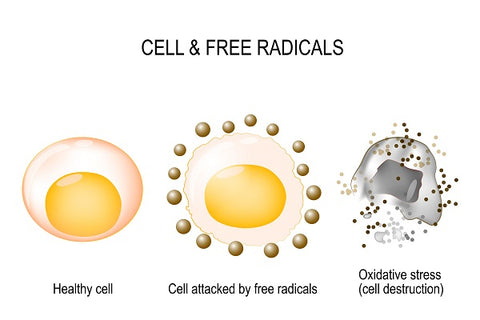 what-are-free-radicals-dermaessentia