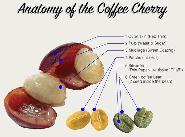 the-coffee-cherry-ulinzi-conservation-coffee