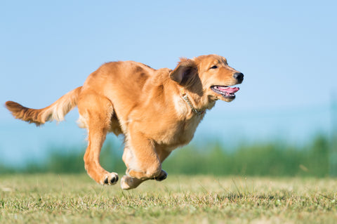 看板犬ジョルノの走る画像