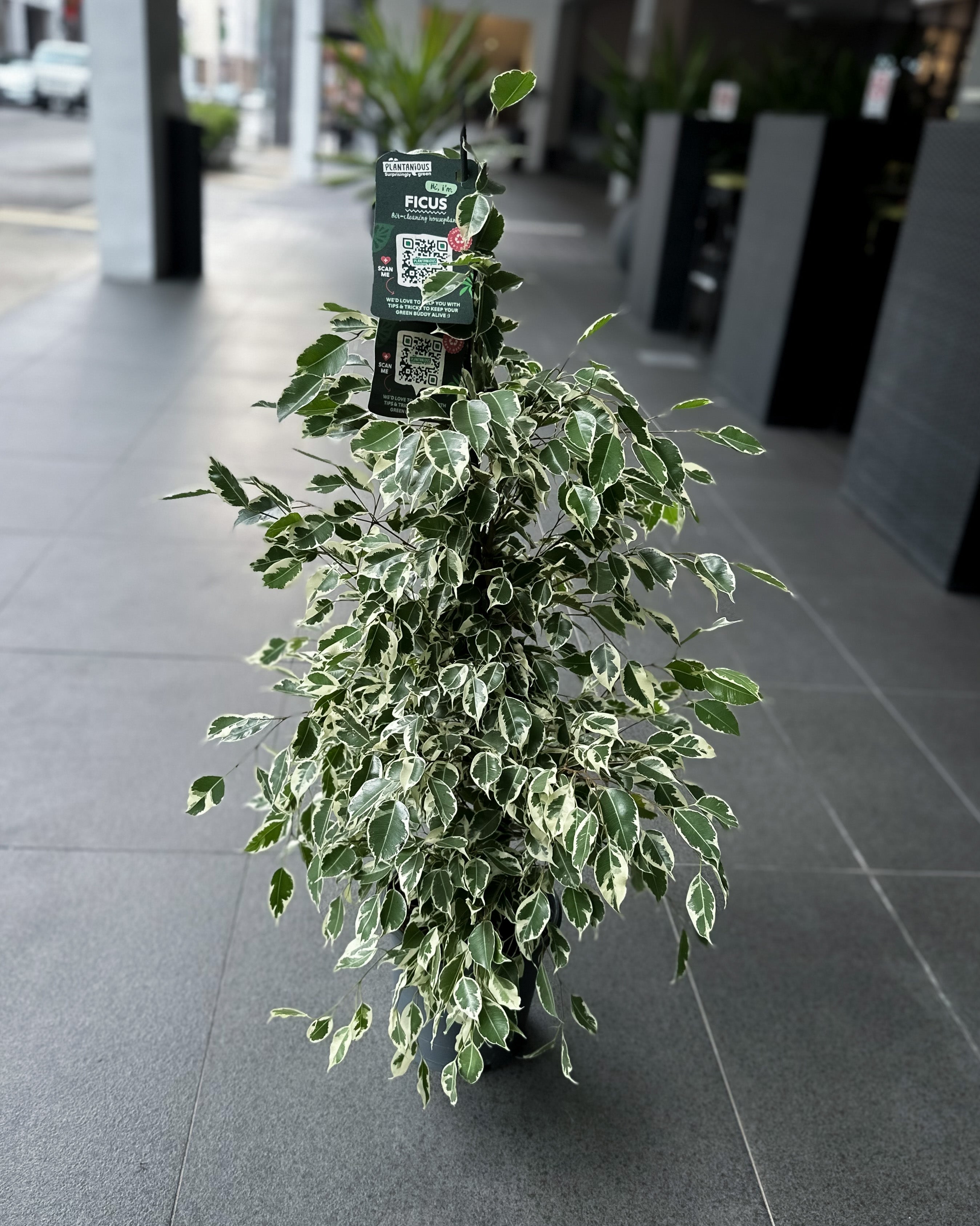 Ficus Benjamina Twilight [Holland] ; JUNGALORE | Singapore