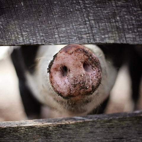 Cute little pig snout