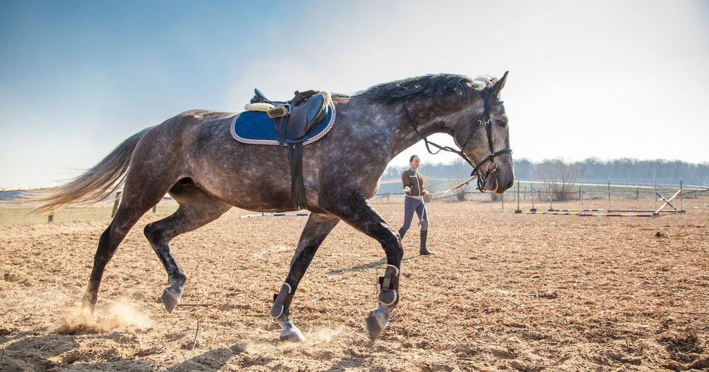 horseXperiences Stories Horse Lunging Session