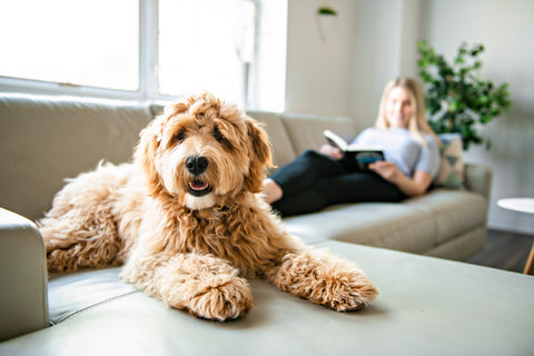 a brown furry dog sitting in a couch - Nutroz Ozone Technology