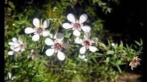 Manuka flowers