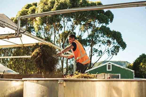 Manuka natural distilling process