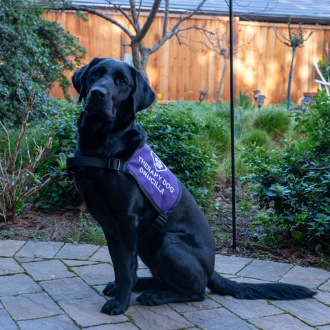 A black lab is sitting facing to the left and wearing a purple vest that has "Therapy Dog Drucilla" in white letters. She is sitting in front of some tall grass and other nature.