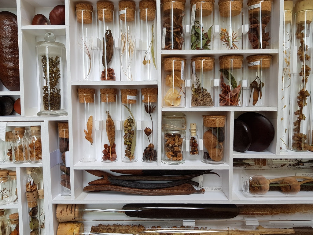 Plantes cabinets de curiosite