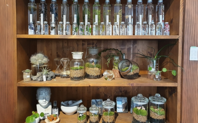 toutes les plantes slow pharmacy