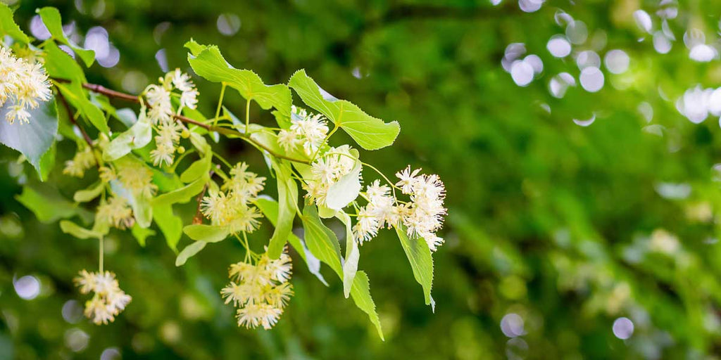 Fleurs de Bach N° 3 : Un remède naturel pour favoriser la tolérance