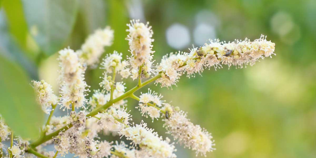 N°2 Aspen - Fleurs de Bach : Découvrez tous leurs bienfaits pour votre bien-être