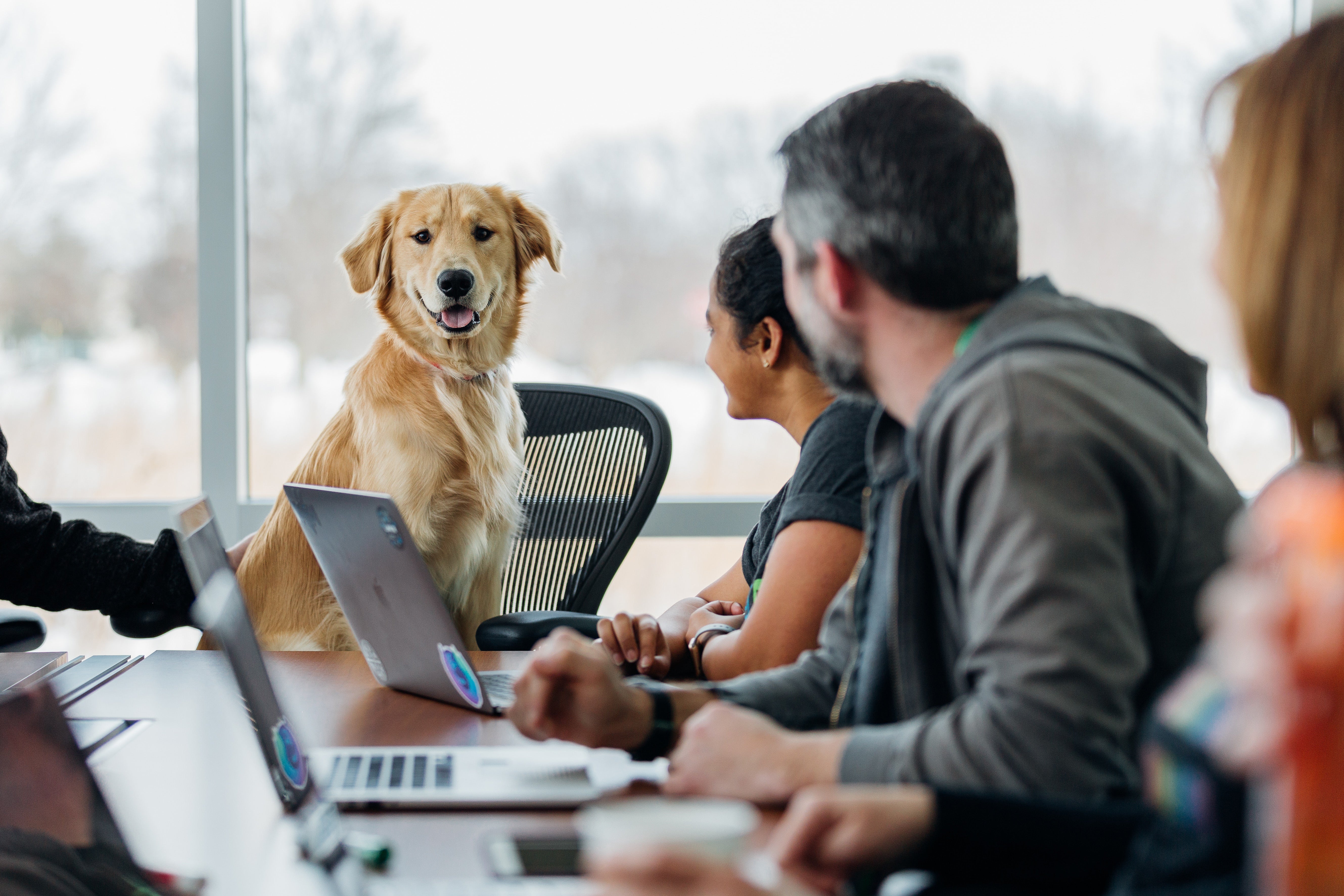 A white dog sits on an executive chair at the head of a table during a meeting