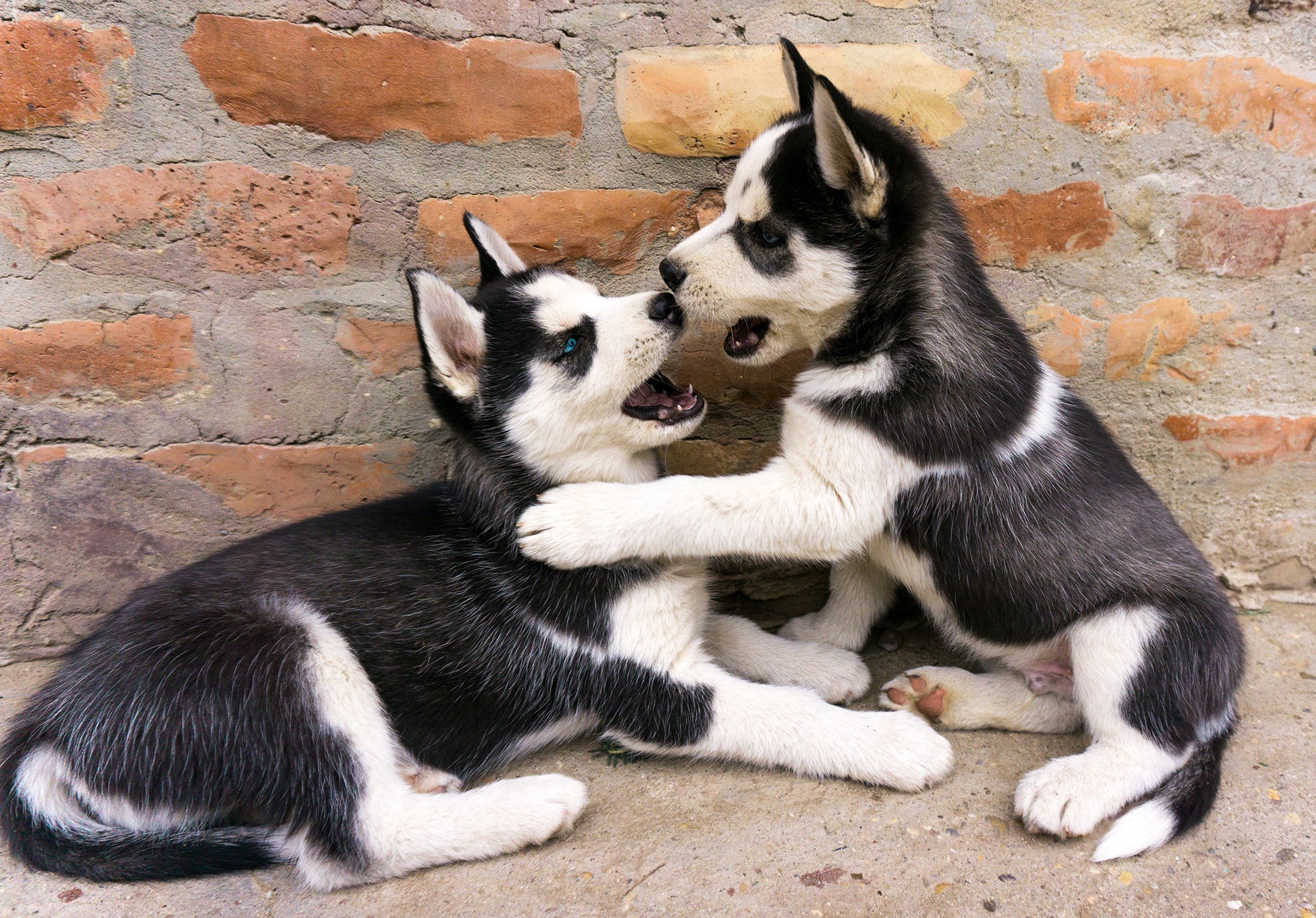 Two Siberian Husky puppies playing together