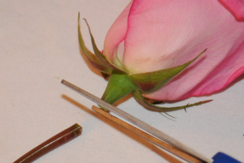 Dry Your Keepsake Flowers Using ACTÍVA's Flower Drying Art ...
