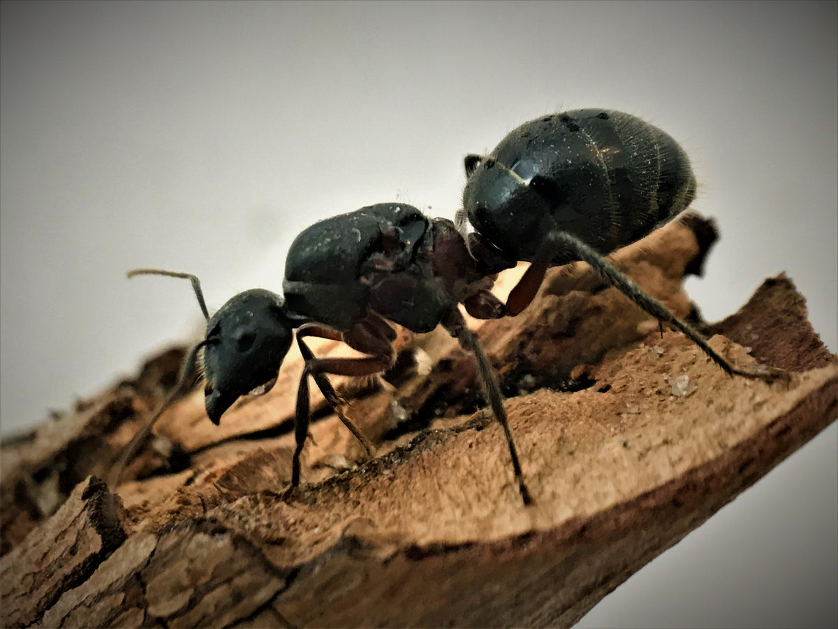 ant queens for sale california
