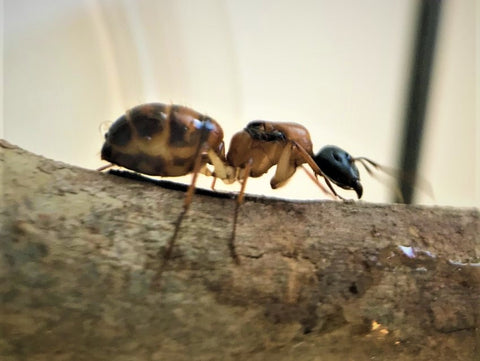 camponotus nigriceps headed ants