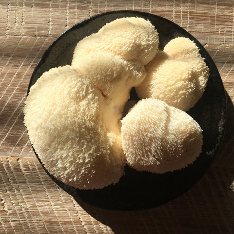 Lion's Mane mushroom