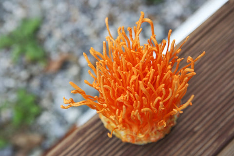 Cordyceps mushrooms