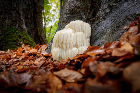 Lions Mane mushroom