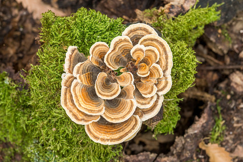 Turkey tail mushroom