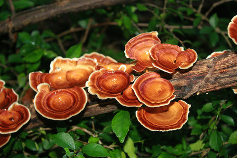 reishi mushrooms in nature