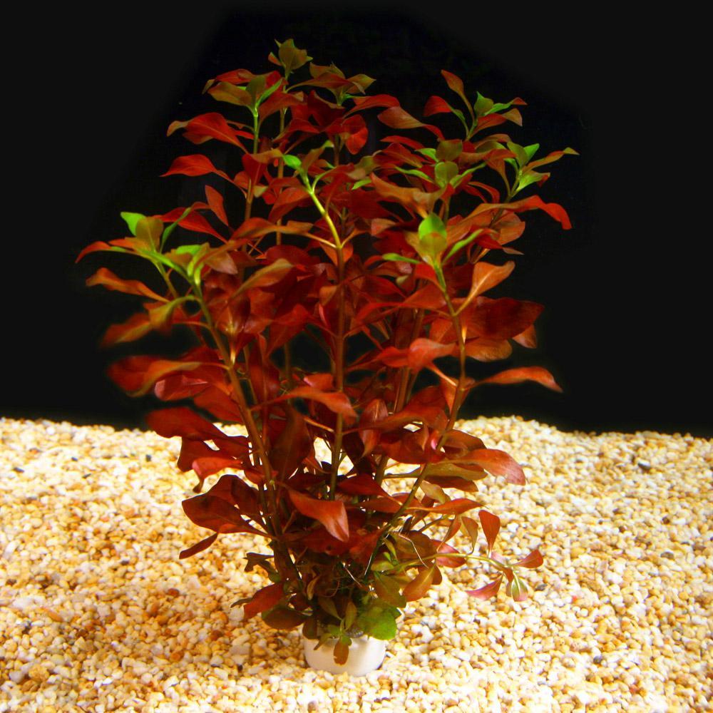 ludwigia palustris aquarium