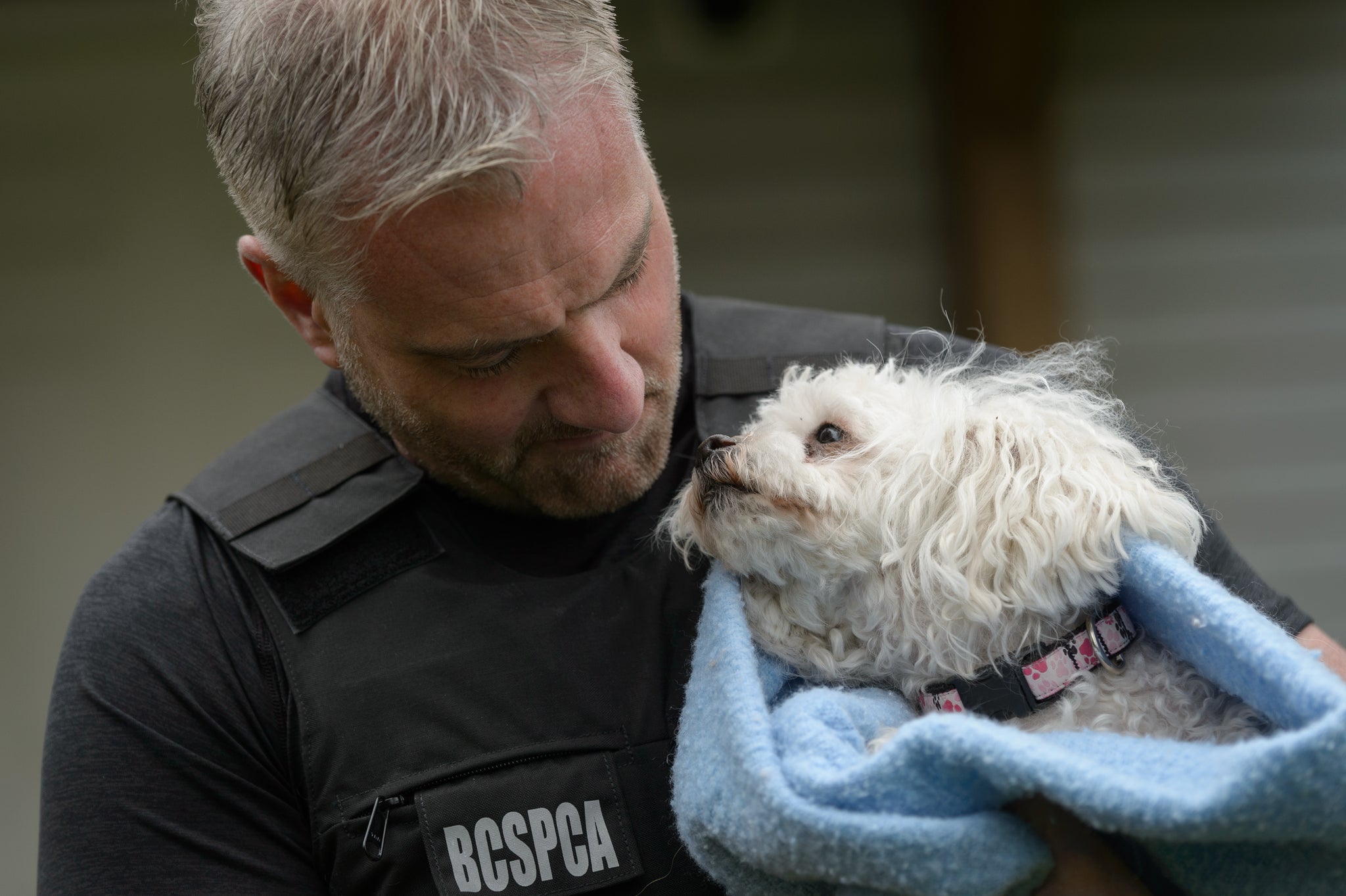 Animal Cruelty Investigation Support Spca