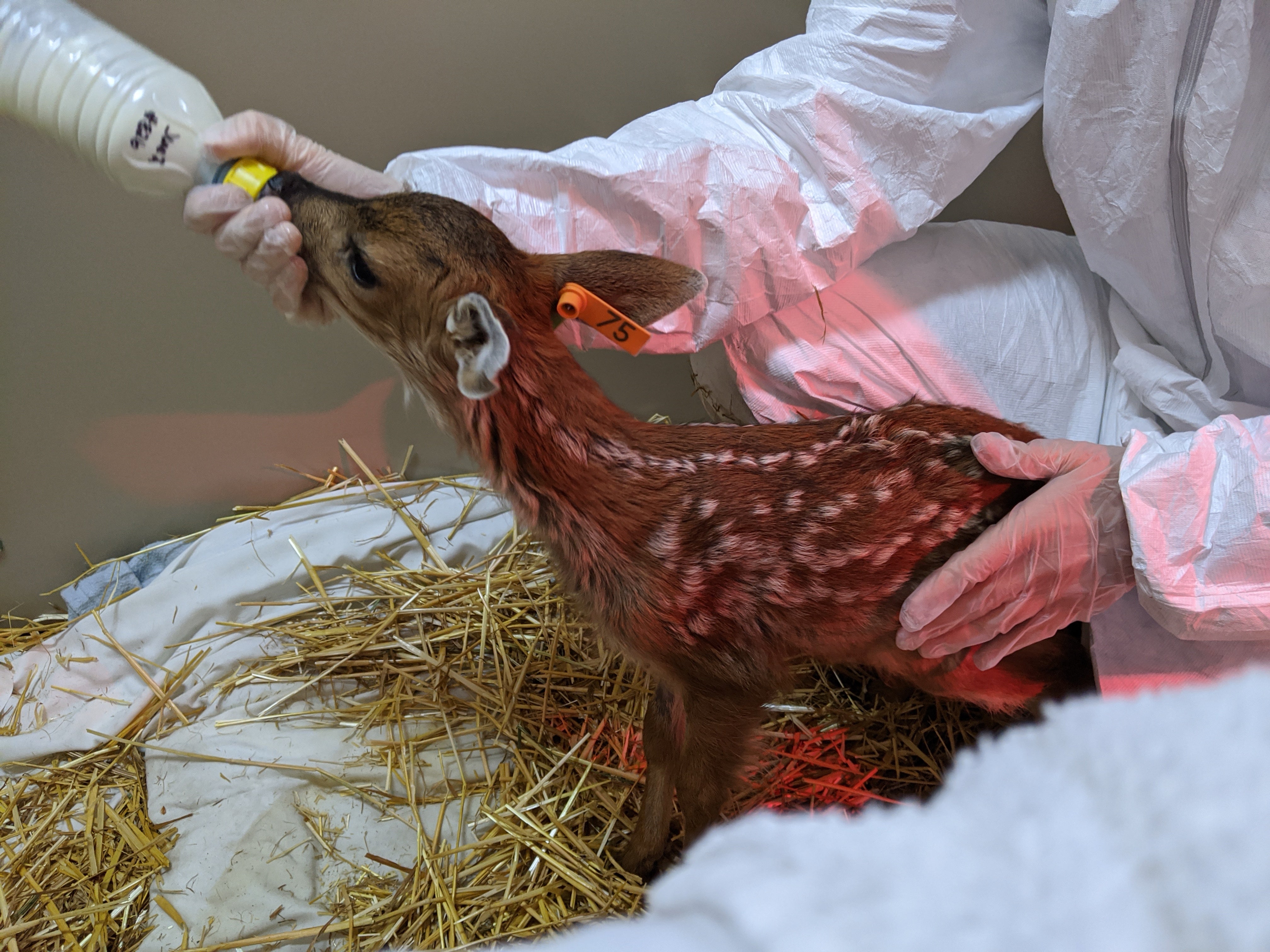 Young deer fawn being bathed during rehabilitation and medical