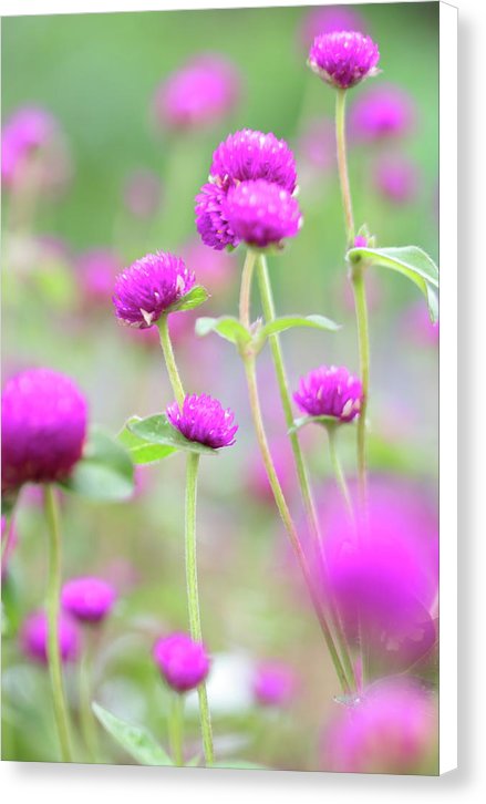 Pequeñas flores moradas - Lienzo - Amber Photography Fine Art Prints