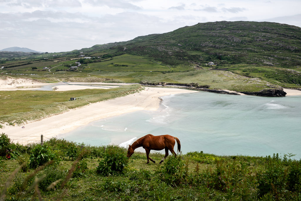 Repéré : un cheval.